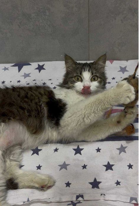 Кошка Лютик бесплатно