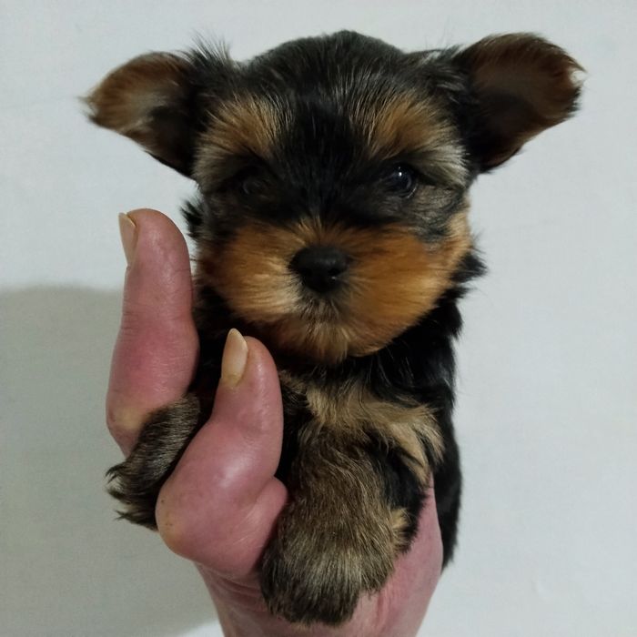 Щенки йоркширского терьера миники