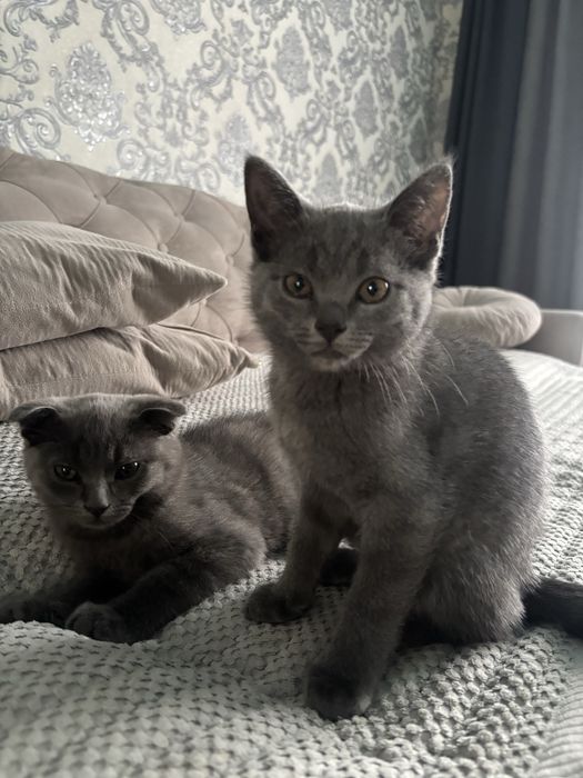 котяткииииииииии