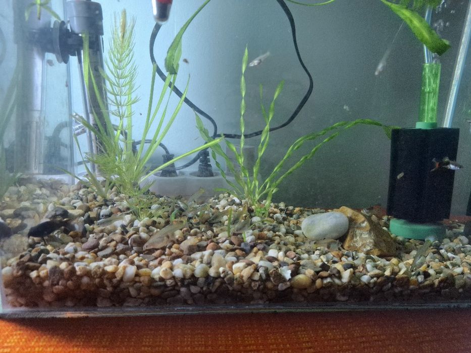 Гупи микс  (Ендлер)