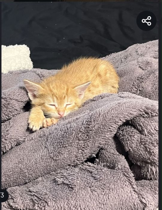 Срочно котенок ласковый