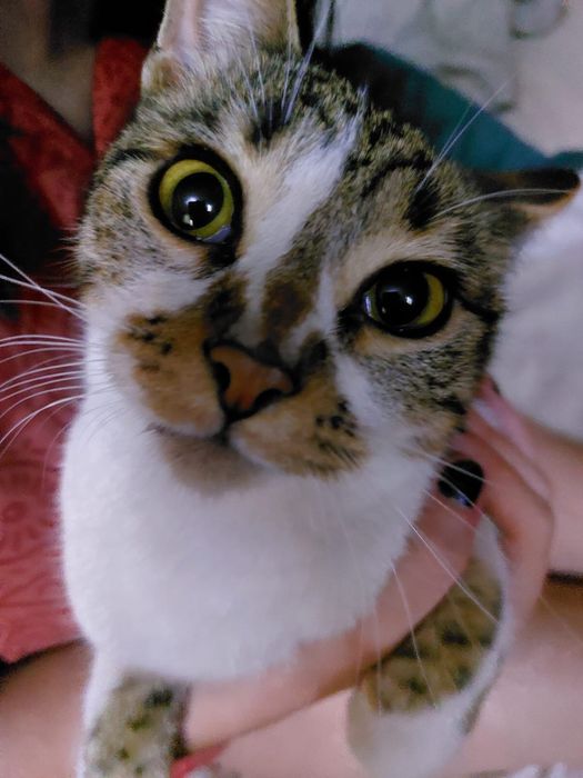 Котята, кошка в добрые руки