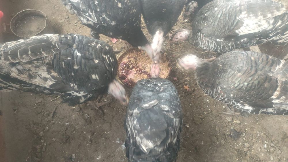 Продам Индюшек для разведения