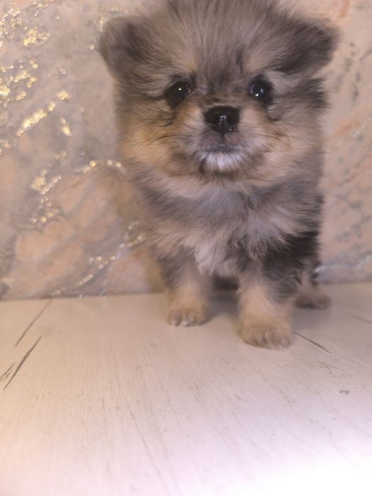 Продается девочка померанского шпица