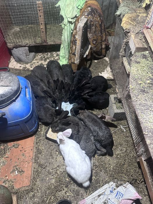 Продам кроликов