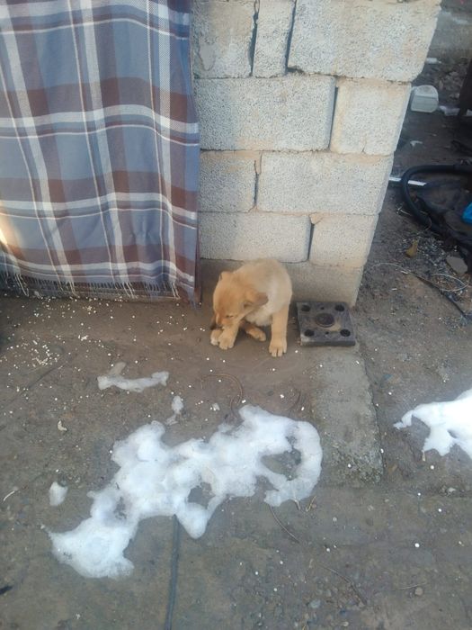 Куштктертбар 3 жаксы колга