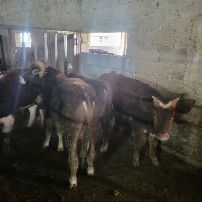 Продам бычков 6 голов