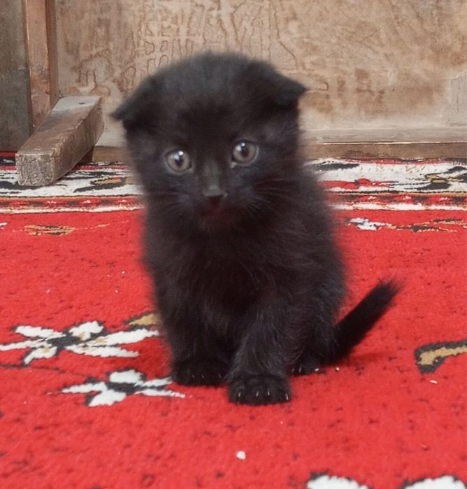 Mushuk bolasi 2 oyli