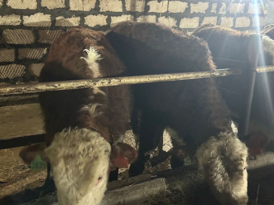 Бука сатылады аткорм