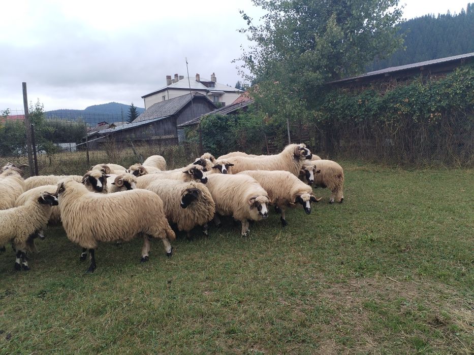Vând oi și berbeci