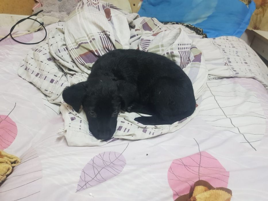 Потерялся щенок, девочка