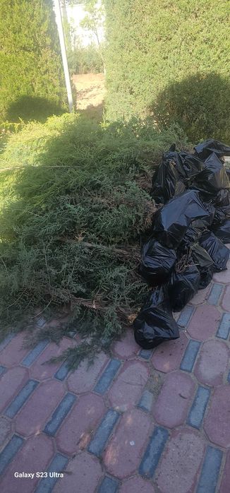 Арча кучат маржавеник 50000 сумдан