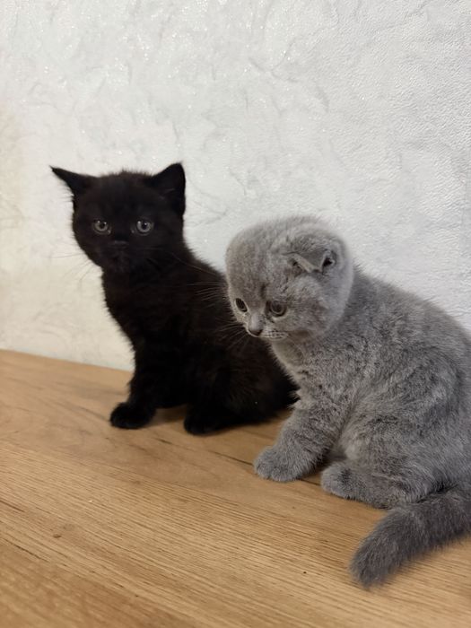 Котята шотландские