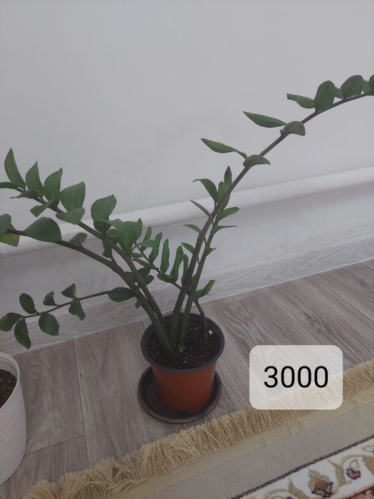 Комнатные растение