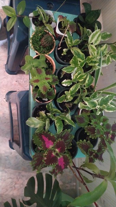 Комнатные цветы выращенные с любовью.