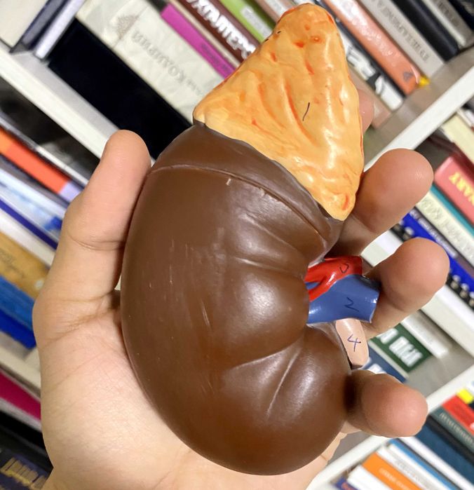 Ko‘z mulaj. Глаз анатомический муляж