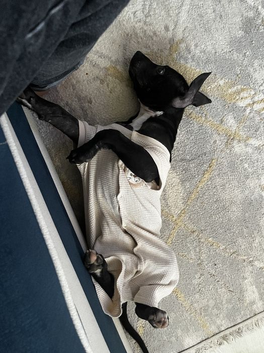 Продам питбуля срочно добрый ещё года нету