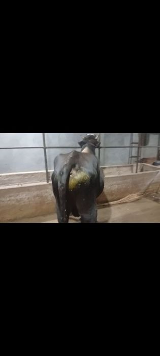 Buqa 2 yosh sotiladi