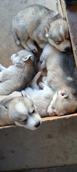 Продам щенков хаски