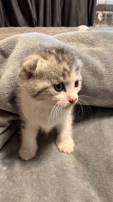 Вислоухие котята