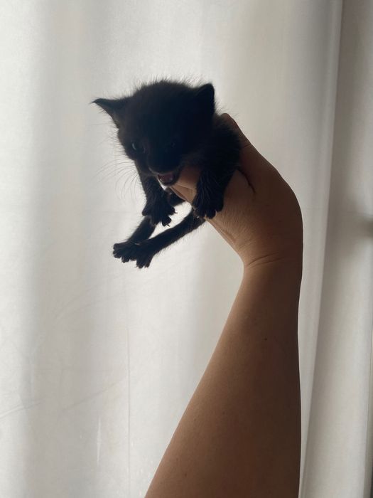 Отдам котят в хорошие руки