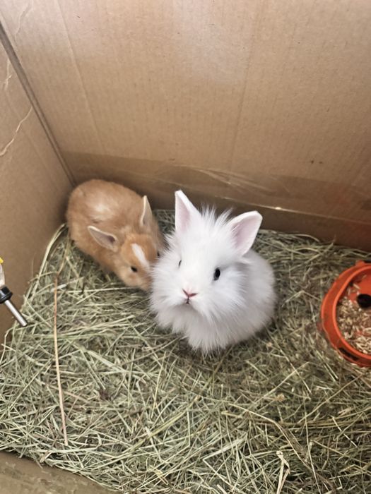 Деоративный кролики