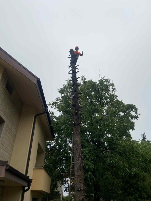 Рязане на опасни дървета кастрене с вишка