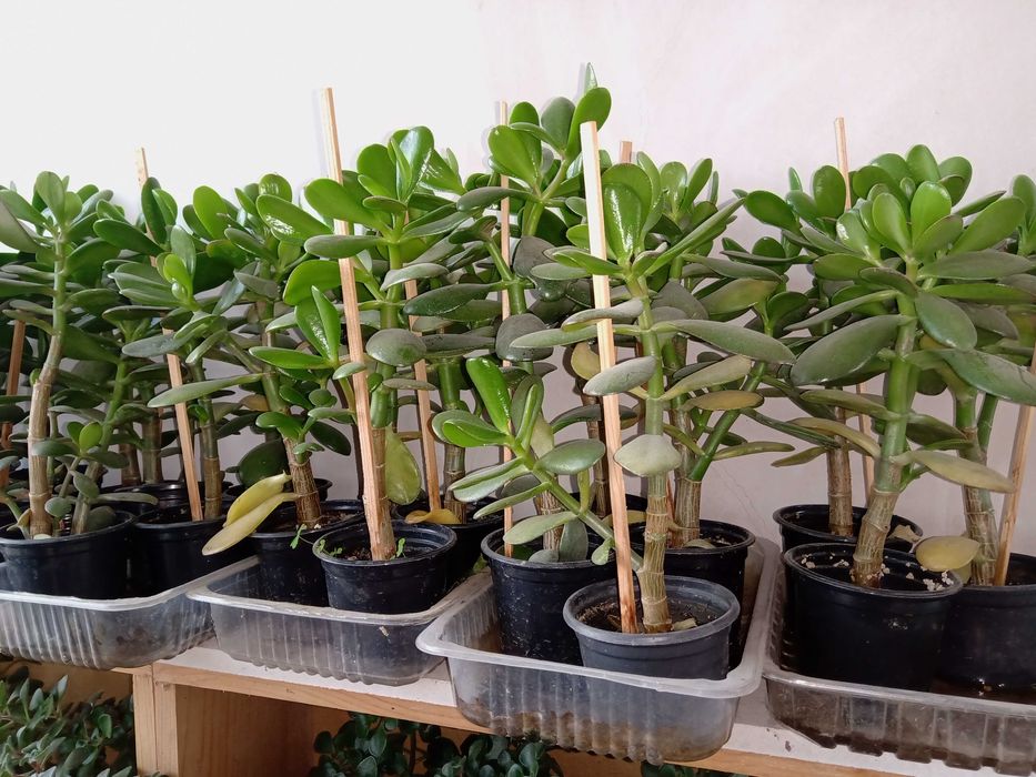 Дърво на Парите/Айхризон, Дърво на живота, Стайна Палма Юка