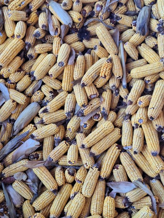 Vând porumb știulete