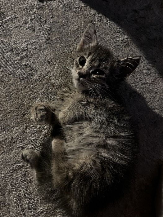 Маленький котенок серый