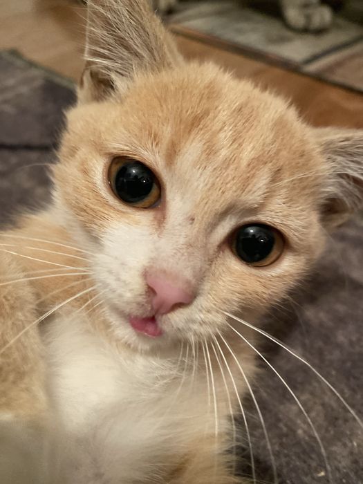 отдам рыжего, 2,5 мальчик