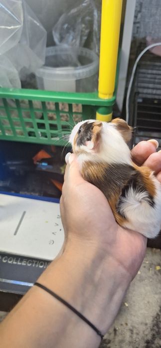 Продам морских свинок