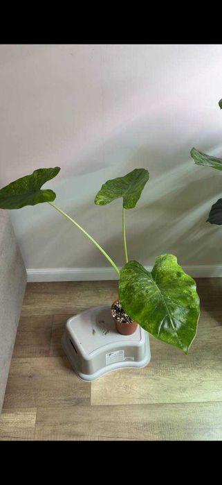 Алоказия Одора Батик Вар