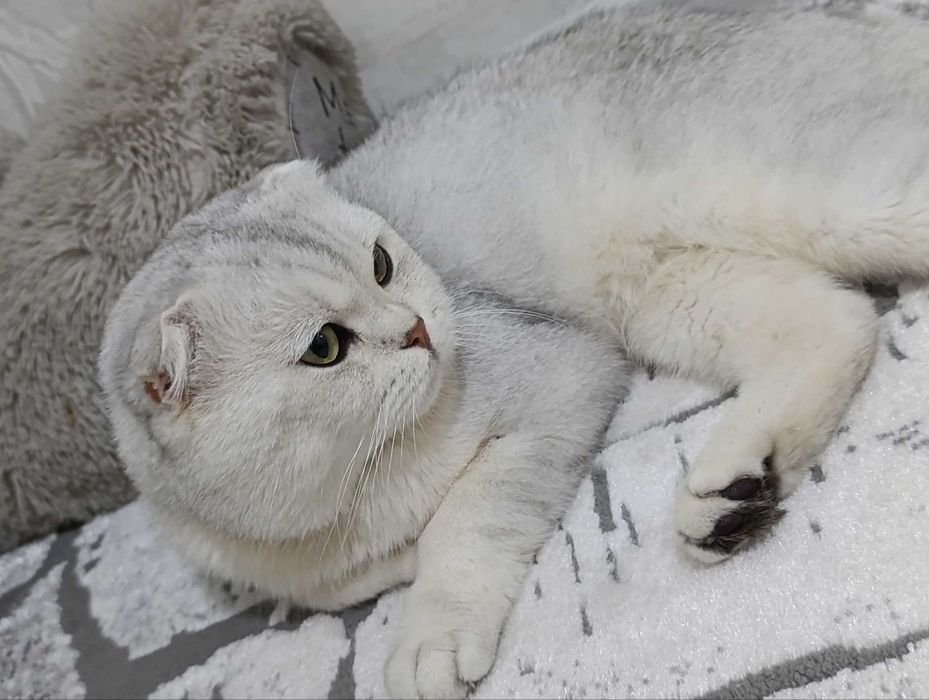 Шотландский мальчик Серебристая Шиншилла