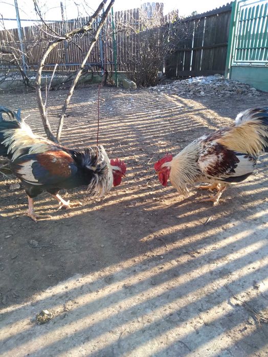 Vând cocoşi de țară sau la schimb cu rațe leşeşti.