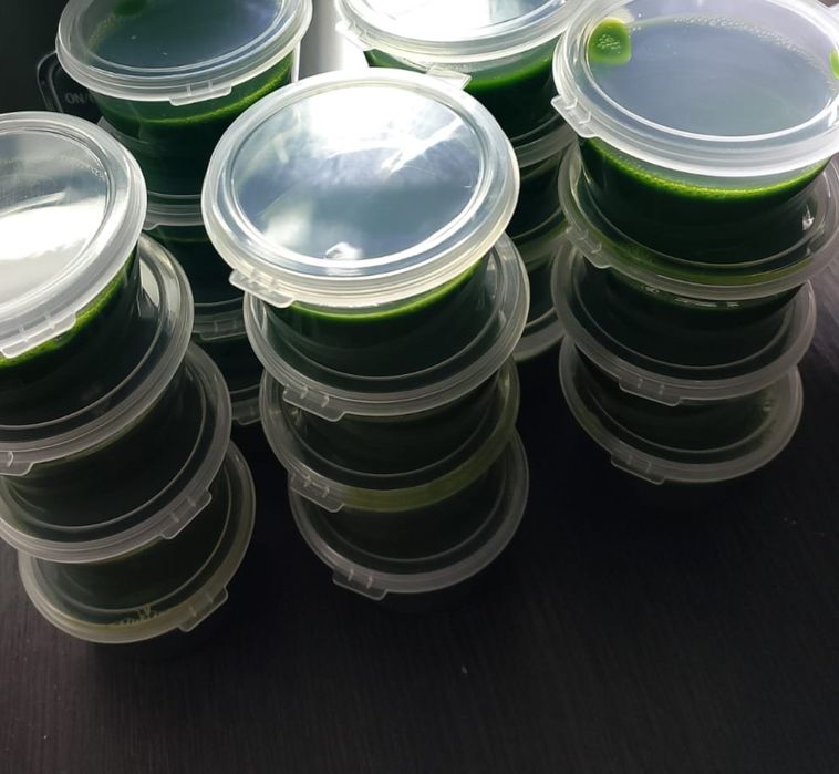 Микрозелень в боксах