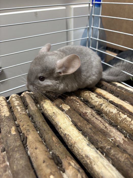 3 băieței de chinchilla își caută o căsuță iubitoare!