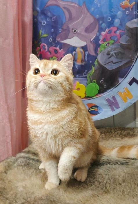 Шотландский котик из ПрофПитомника