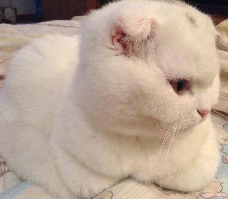 Skotish Fold. Sotiladi. Zottor