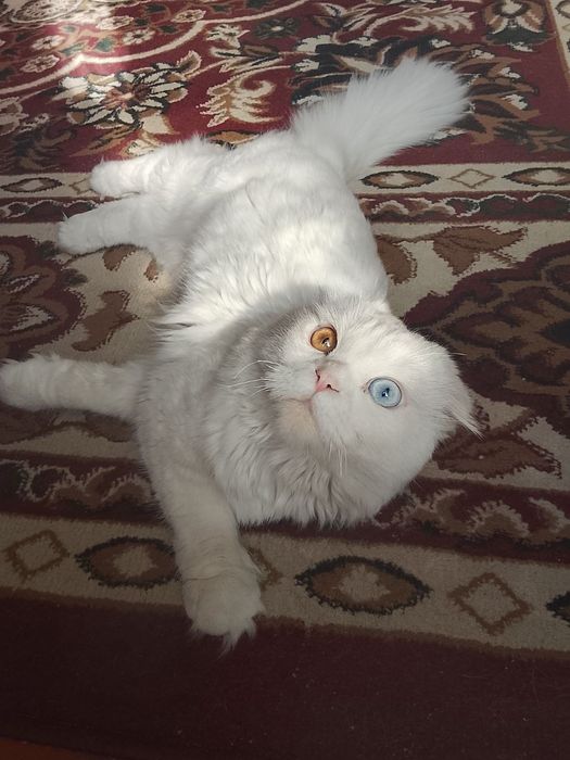 Мушук сотилади Андижон