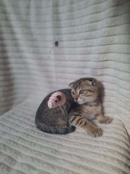 Шотландский вислоухий мальчик