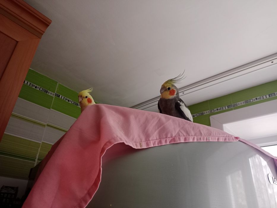 Продаю кореллу мальчик и девочка