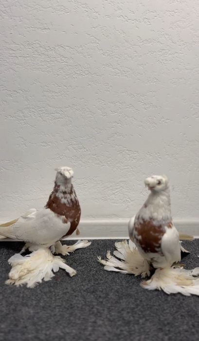 голуби продаются