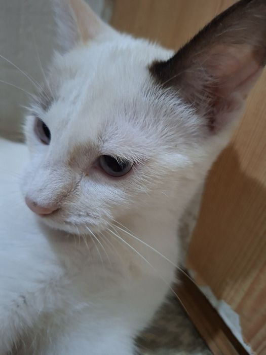 Отдам котёнка-девочку