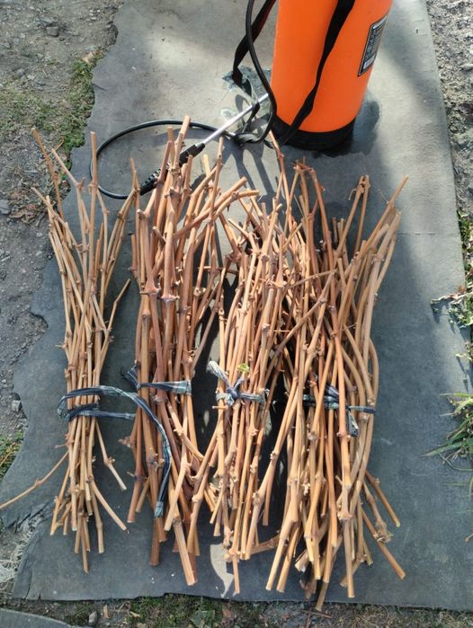 Черенки винограда. Сорт Алешенькин