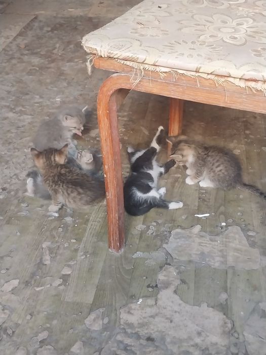 Котята отдам даром