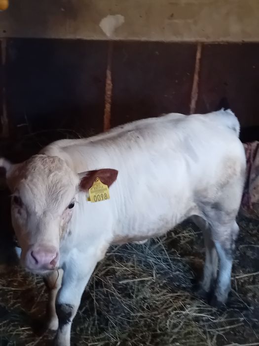 Vand vitaua belgiana