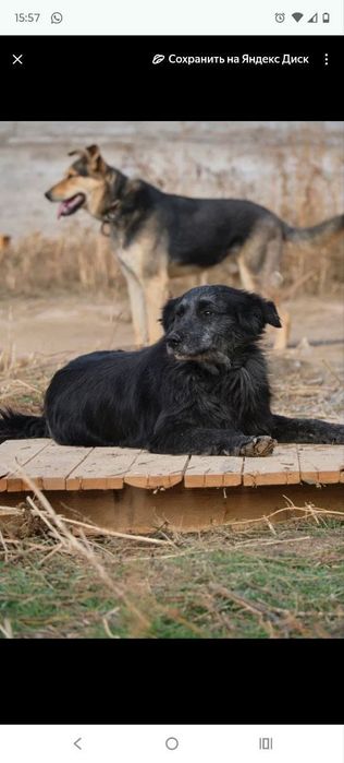 кОмпаНьеНы, сТорожа. ОхРаниКи