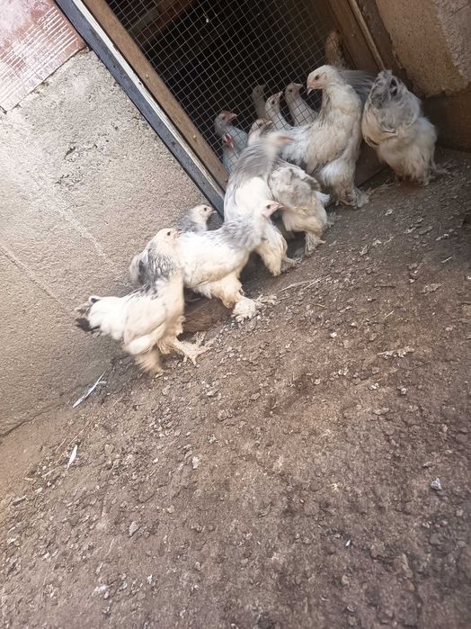 Колумбийска брама налични 7бр
