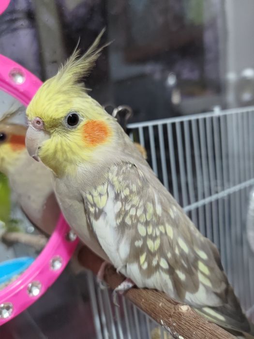 Попугайчик 1 год.